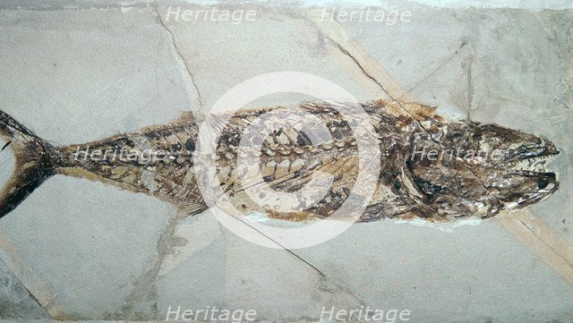 Fossil of Cybium Speciosum. Artist: Unknown