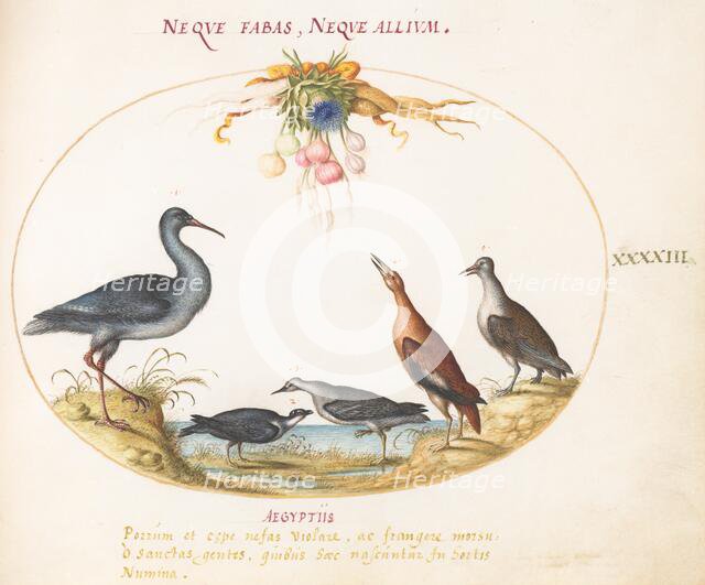 Animalia Volatilia et Amphibia (Aier): Plate XLIII, c. 1575/1580. Creator: Joris Hoefnagel.