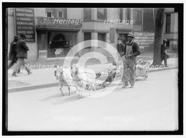 Goat team, between 1910 and 1917. Creator: Harris & Ewing.