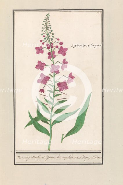 Fireweed (Chamerion angustifolium), 1596-1610. Creators: Anselmus de Boodt, Elias Verhulst.