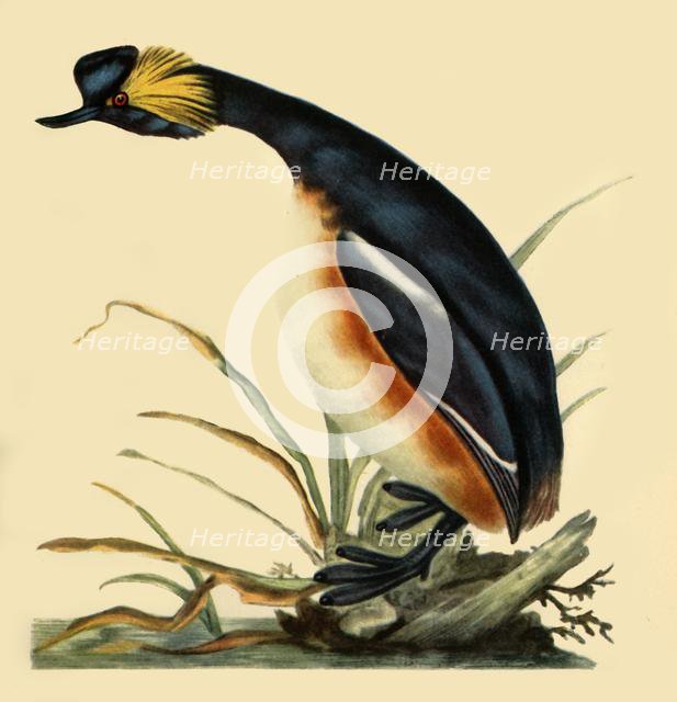 'Black-Necked Grebe', c1795, (1942).  Creator: Edward Donovan.