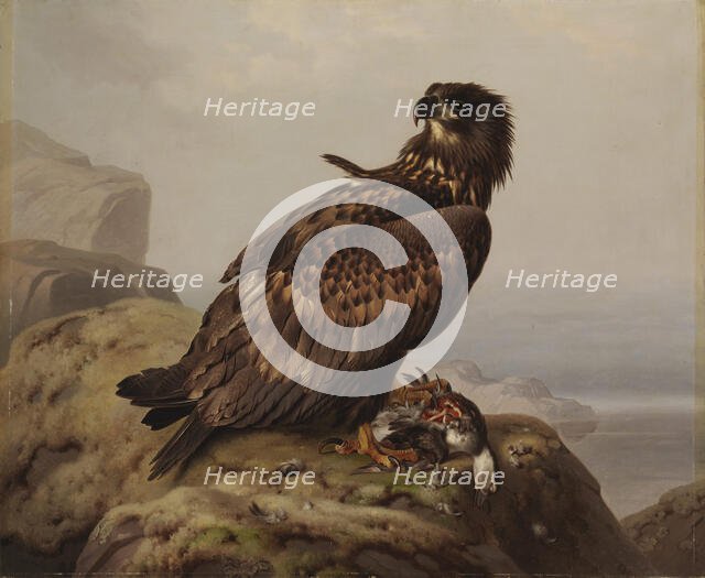 White-tailed Eagle with Its Prey, 1861. Creator: Ferdinand von Wright.