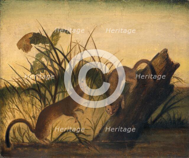 Long-Tailed Weasel, c. 1845. Creator: John James Audubon.