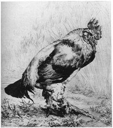 'La Coq', c1850-1910, (1924).Artist: Felix Bracquemond