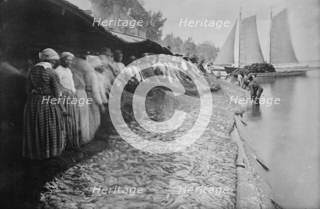 Shad fishing -- fishers and catch, 1915. Creator: Bain News Service.