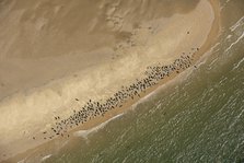 Seal colony on Scroby Sands, Norfolk, 2021. Creator: Damian Grady.
