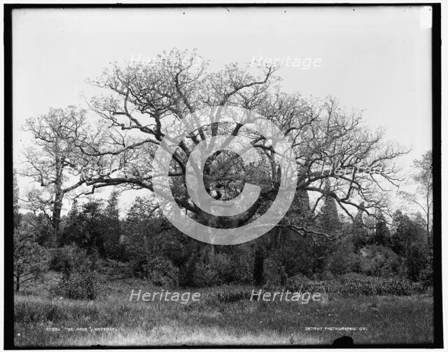 The Oaks, Waverly, between 1890 and 1901. Creator: Unknown.