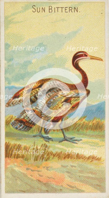 Sun Bittern, from the Birds of the Tropics series (N5) for Allen & Ginter Cigarettes Brands, 1889. Creator: Allen & Ginter.