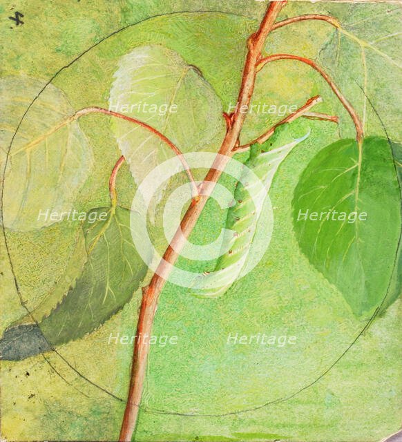 Sphinx Caterpillar, study for book Concealing Coloration in the Animal Kingdom, n.d. Creator: Abbott Handerson Thayer.