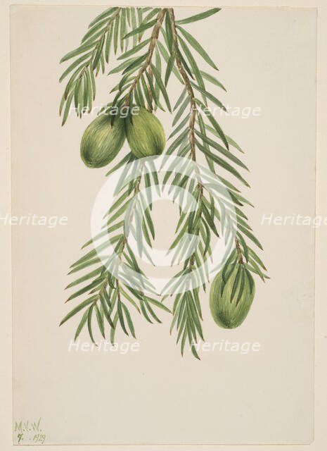 California Nutmeg (Tumion californicum), 1929. Creator: Mary Vaux Walcott.