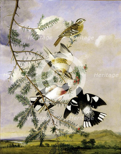 Rose-Breasted Grosbeak, mid-late 19th century. Creator: Joseph Bartholomew Kidd.
