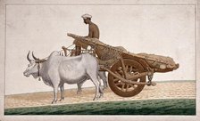 A man driving a cart drawn by bullocks, (between 1800 and 1899?). Creator: Unknown.