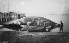 Cutting up a blue whale, between c1900 and c1930. Creator: Unknown.