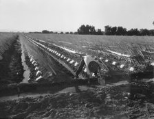 Irrigator in brushed and capped cantaloupe field, Imperial Valley, California, 1937. Creator: Dorothea Lange.