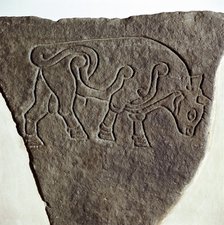 Bull motif on Pictish incised stone, Burghead, Moray, Scotland, c6th - 7th century. Artist: Unknown