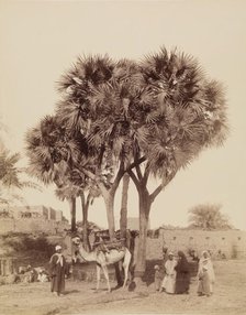 View of an Egyptian Village, 19th century. Creator: Anon.
