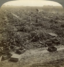 Drying raisins, Fresno, San Joaquin Valley, California, USA.Artist: Underwood & Underwood