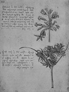 'Two Studies of Rushes in Seed, c1480 (1945). Artist: Leonardo da Vinci.