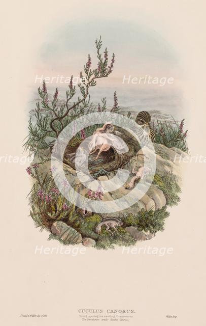 The Birds of Great Britain: Cuculus canorus. Creator: John Gould (British, 1804-1881).
