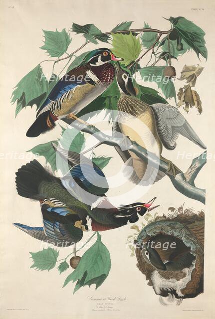 Summer or Wood Duck, 1834. Creator: Robert Havell.