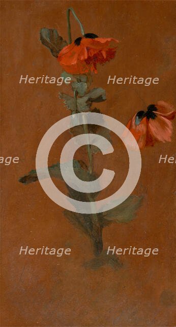 Study of Poppies, 1832. Creator: James Inskipp.
