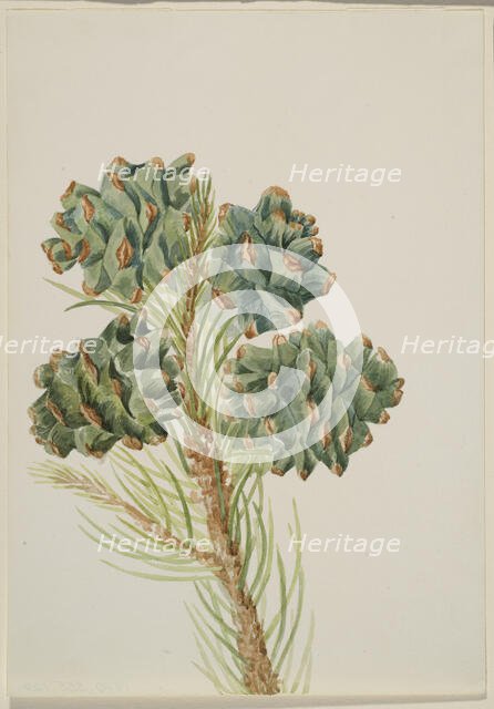 Single-Leaf Pine (Pinus monophylla), ca. 1930s. Creator: Mary Vaux Walcott.
