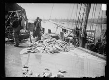 Unloading Gorton's codfish, Gloucester, Mass., between 1900 and 1915. Creator: Unknown.