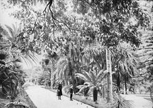 'Tropical Palms and Ferns in the Botanical Gardens, c1900. Creator: Unknown.