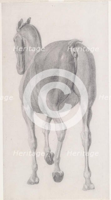 Finished study for 'The Eleventh Anatomical Table of the Muscles ... of the Horse', 1756. Creator: George Stubbs.