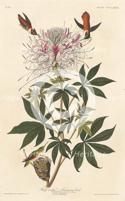 Ruff-necked Humming-bird, 1837. Creator: Robert Havell.