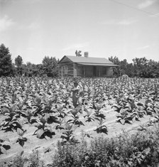 Sharecropper near Chapel Hill, North Carolina, 1939. Creator: Dorothea Lange.