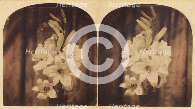 Lilies, about 1865. Creator: Unknown.