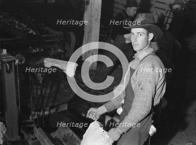 In packing shed, grading and sacking potat..., Tulelake, Siskiyou County, California, 1939 Creator: Dorothea Lange.