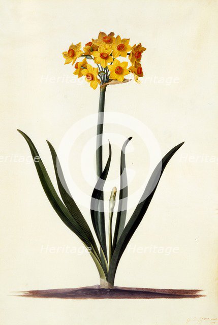 Narcissus, c. 1745 (hand coloured engraving). Creator: "Georg Dionysius Ehret (1710 - 70); Ehret, Georg Dionysius (1710-1770)".