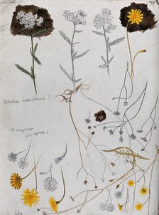 Various flower heads of yarrow (Achillea millefolium) and hawk's bit (Leontodon species). Creator: Unknown.