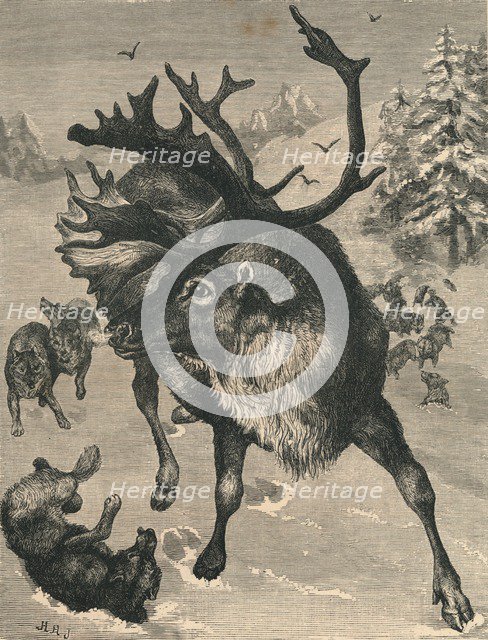 'The Reindeer', c19th century. Artist: Unknown.