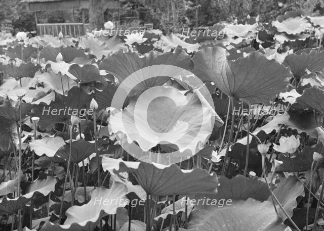 Travel views of Japan and Korea, 1908. Creator: Arnold Genthe.