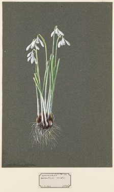 Galanthus nivalis L. (Snowdrop), c1903 -1915. Creator: Harold Drinkwater.