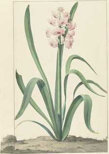 The pink hyacinth Rex Rubrorum, 1762. Creator: Jan Augustini.