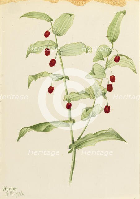 Clasping Twisted Stalk (Streptopus amplexifolius), 1916. Creator: Mary Vaux Walcott.