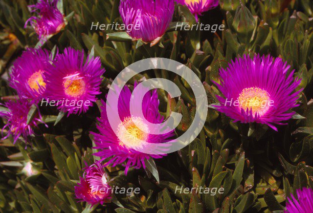 Mesembryanthemum, 20th century. Artist: CM Dixon.