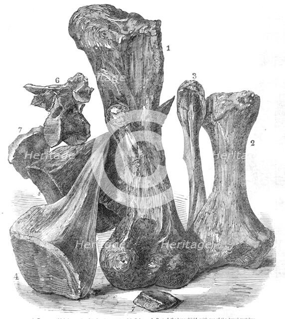 Remains of an extinct animal found in the Isle of Wight, 1865. Creator: Unknown.