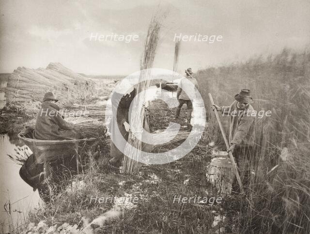 During the Reed-Harvest, 1886. Creator: Peter Henry Emerson.