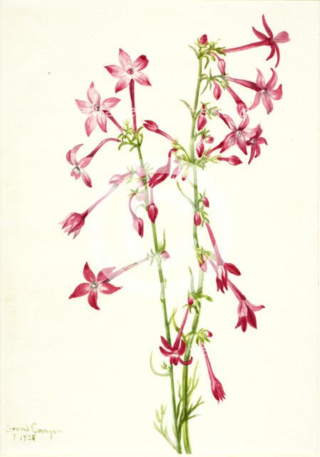 Scarlet Gilia (Gilia aggregata), 1935. Creator: Mary Vaux Walcott.