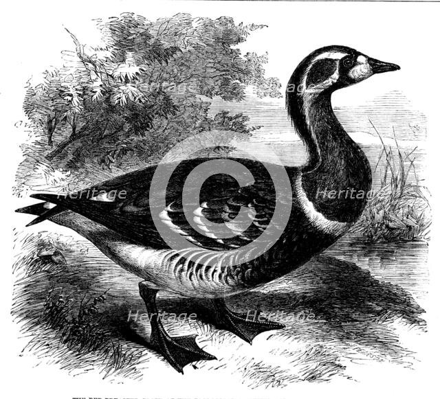 The Red-breasted Goose at the Zoological Society's Gardens, Regent's Park, 1858. Creator: Unknown.