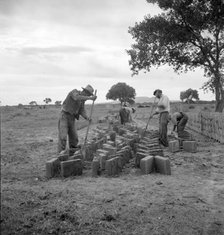 Making adobe bricks, Bosque Farms project, New Mexico, 1935. Creator: Dorothea Lange.