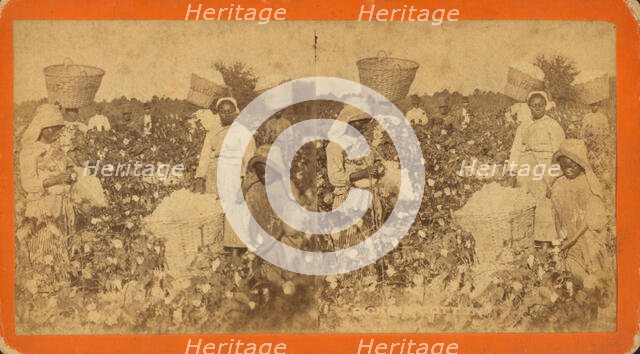 Picking cotton, c1880. Creator: O. Pierre Havens.