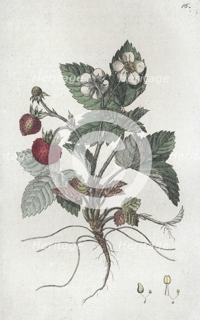 Wild Strawberry (Fragaria vesca), 1804-1811. Artist: Johan Wilhelm Palmstruch