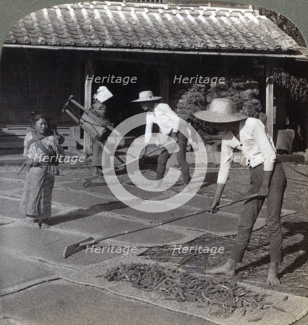 Farmers with bamboo rakes spreading millet on mats to dry for winter, near Yokohama, Japan, 1904. Artist: Underwood & Underwood