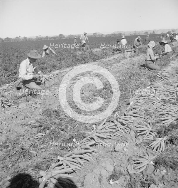 Migratory field worker pulling carrots, Imperial Valley, California, 1939. Creator: Dorothea Lange.